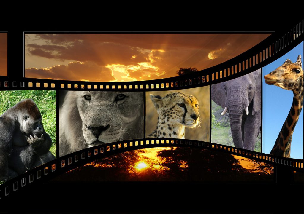 movie, animal film, nature shots